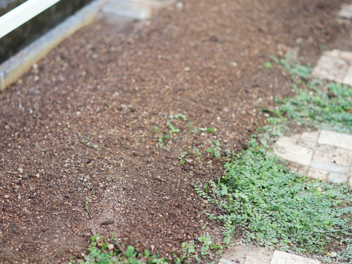お馬のたい肥をしきこんだ花壇の土の部分
