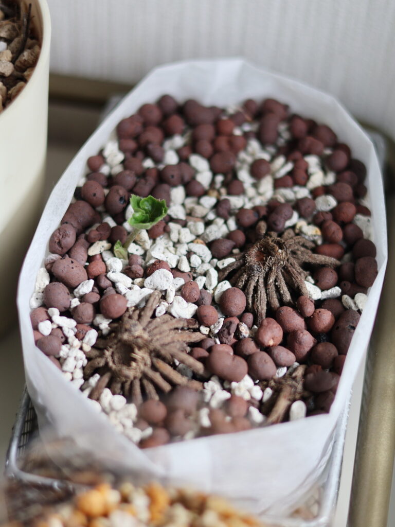 室内でラナンキュラスの球根の芽出し