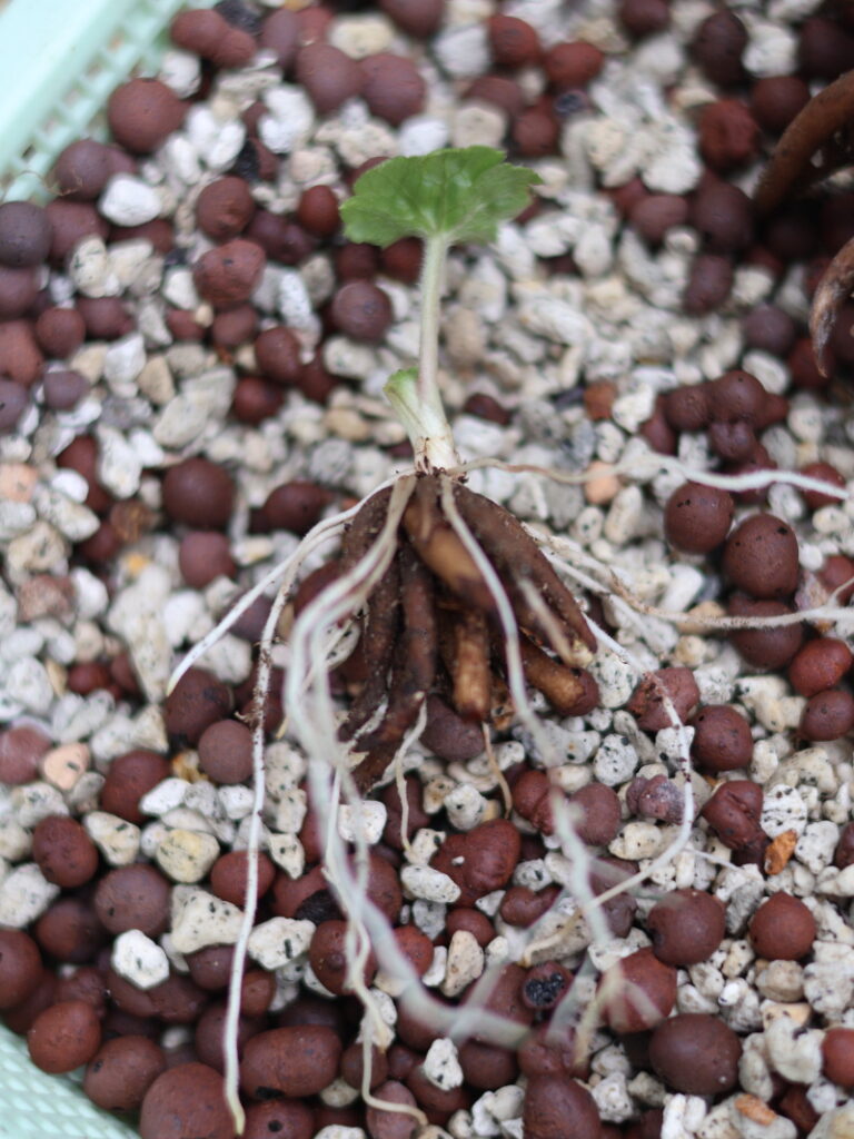 ラナンキュラスの球根の芽出し