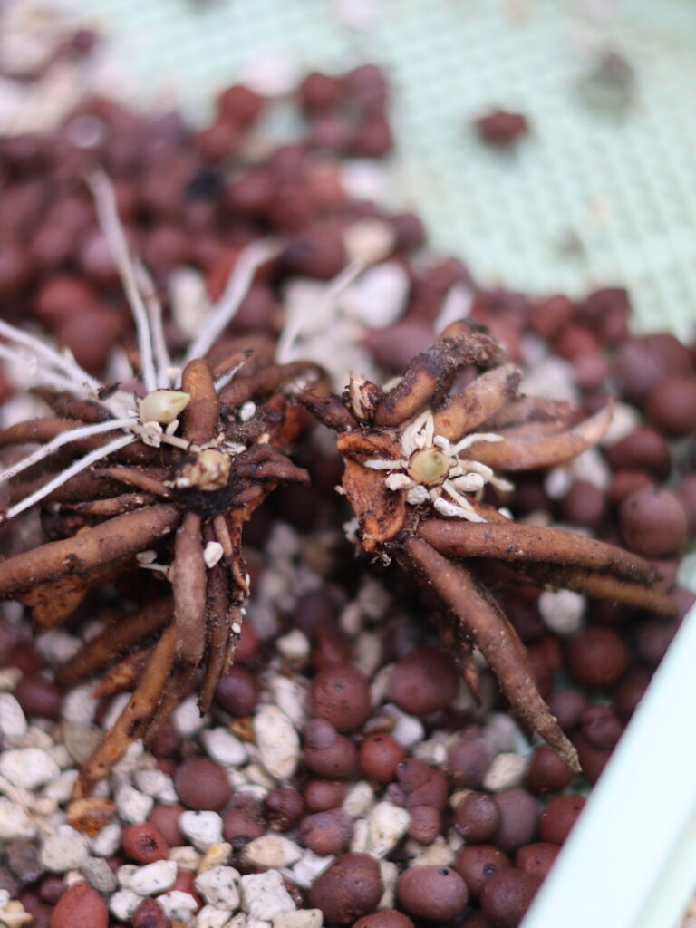 10月のラナンキュラスの球根