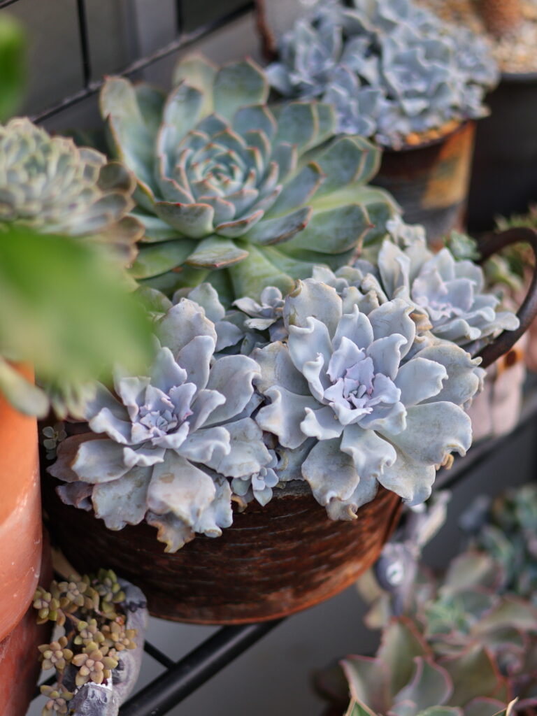 エケベリアの寄せ植えと夏の様子