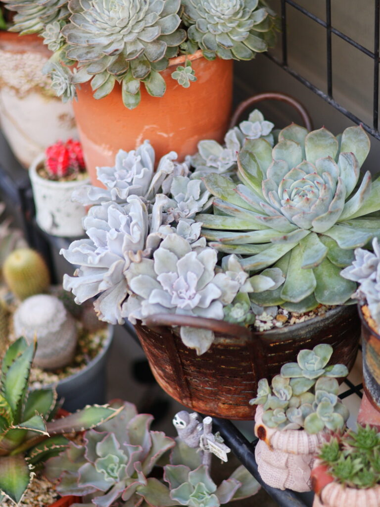 クリスペイトビューティーとエケベリアパイレーツの寄せ植え