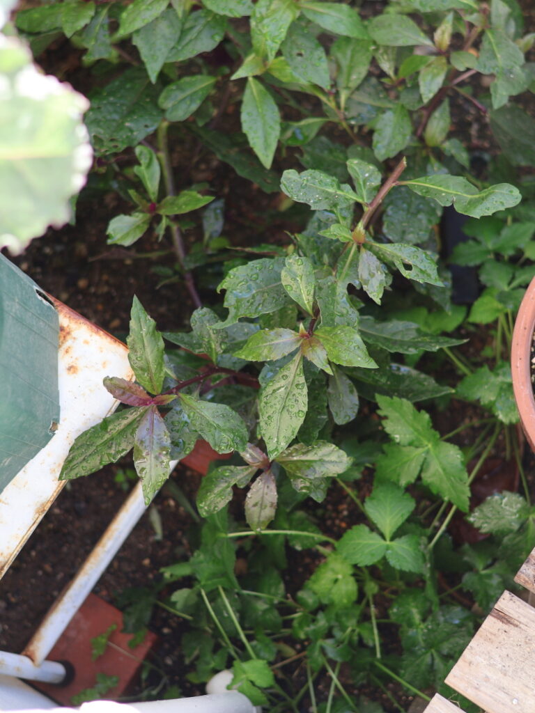 植えて、1〜2ヶ月ですぐに増えたハンダマの苗の様子