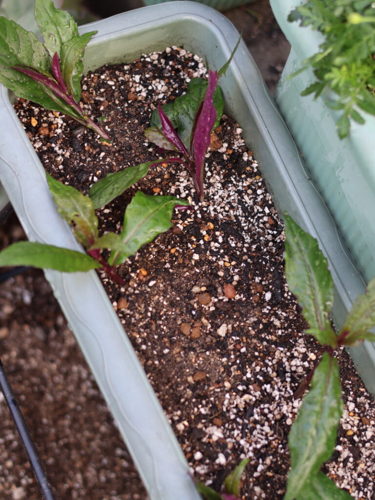 プランターに挿し木している金時草（式部草）