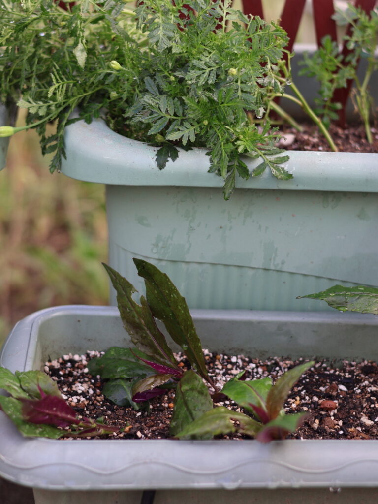 プランター栽培の、水前寺菜