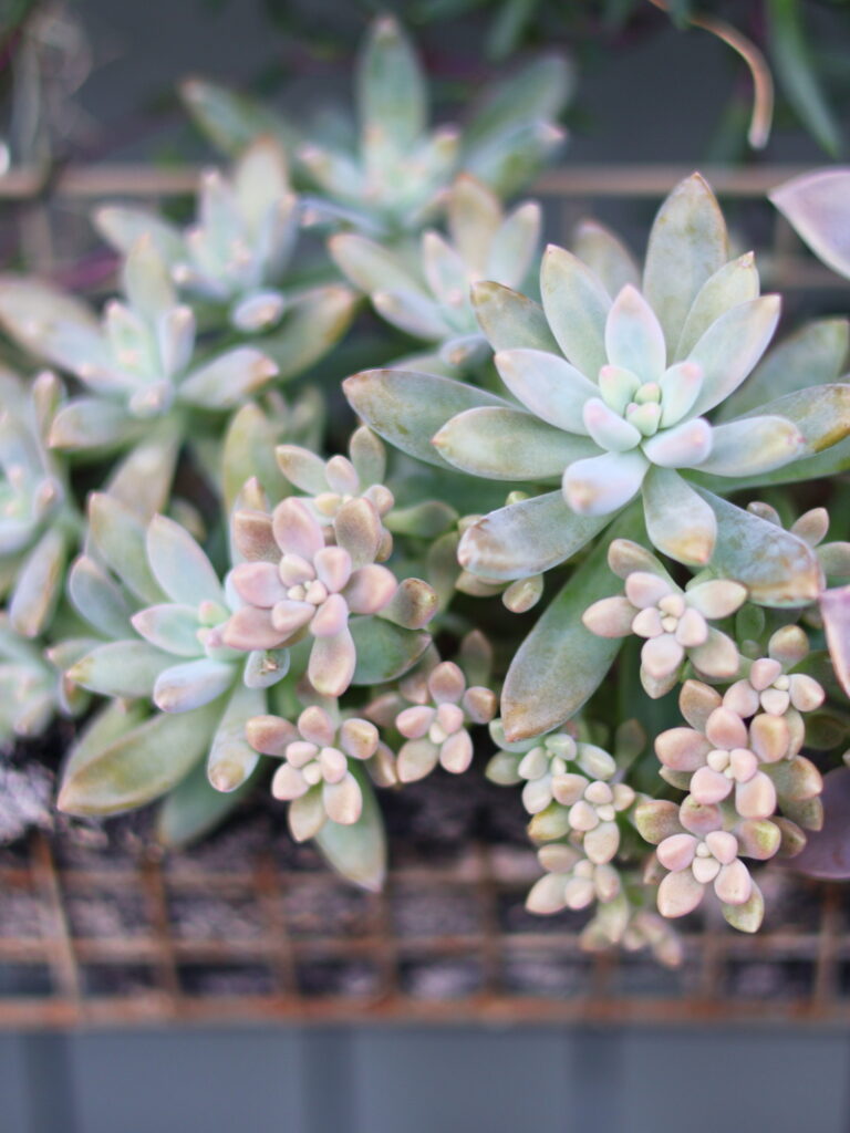 秋麗の寄せ植え、間延びしたものはカットして小さい脇芽を育ててバランスよくする