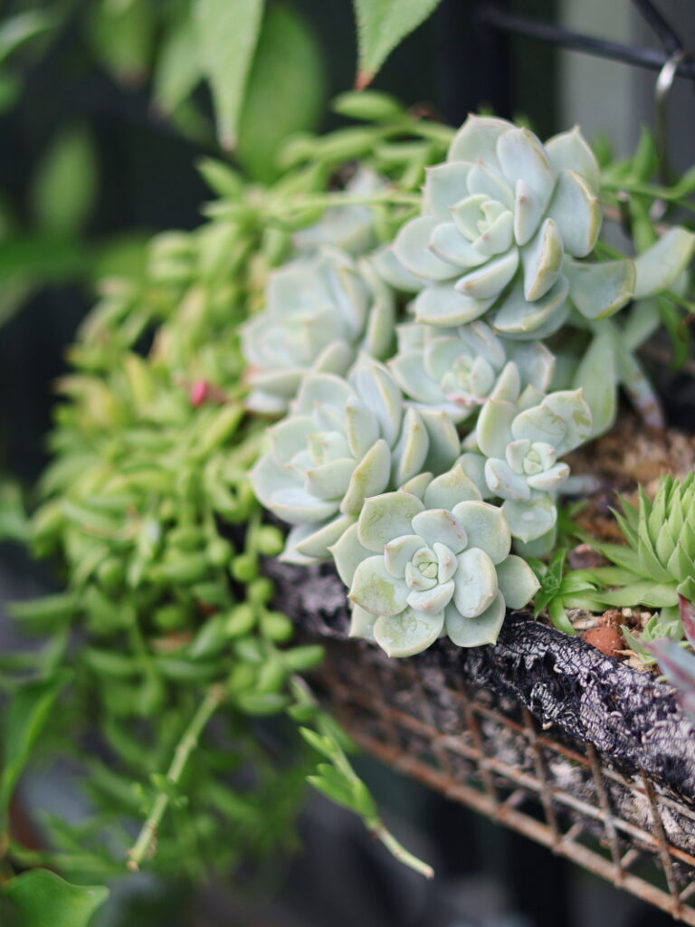 多肉植物「三日月ネックレス」と白牡丹の寄せ植え