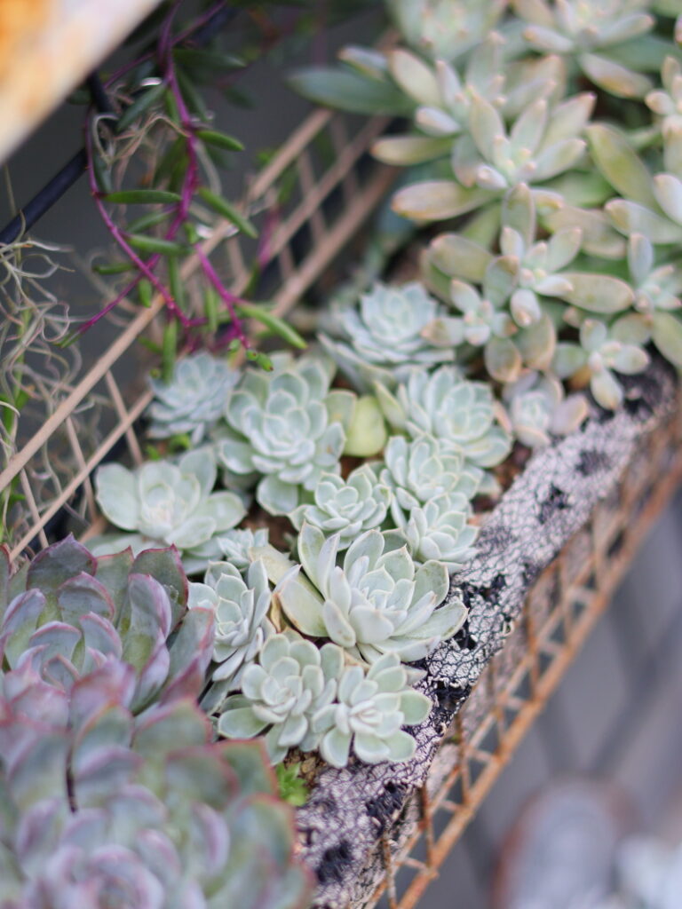 多肉植物の寄せ植えをするときの、苗の選び方と植え方