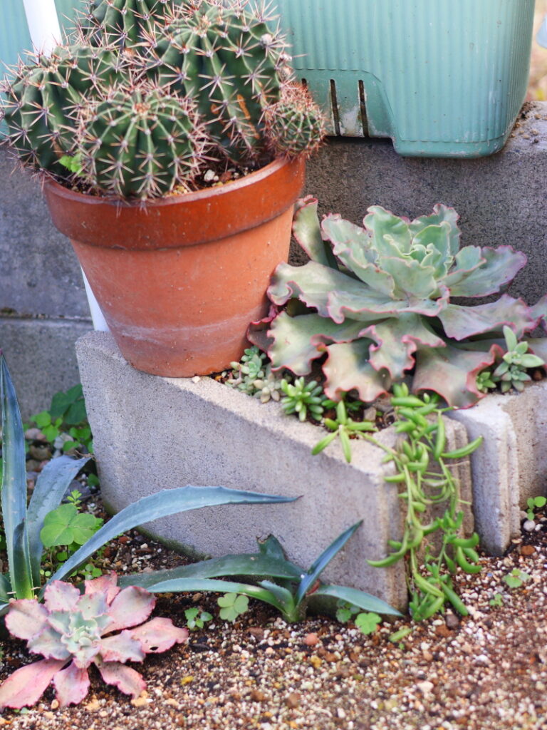 2025年11月の多肉植物・高砂の翁(冬を前にレンガ塀の横で育つ大株の様子)