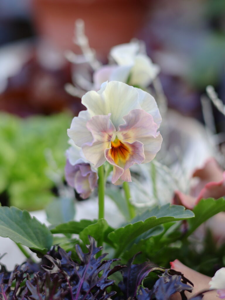 パンジーと寄せ植えしたプラチーナ（鉢植え）