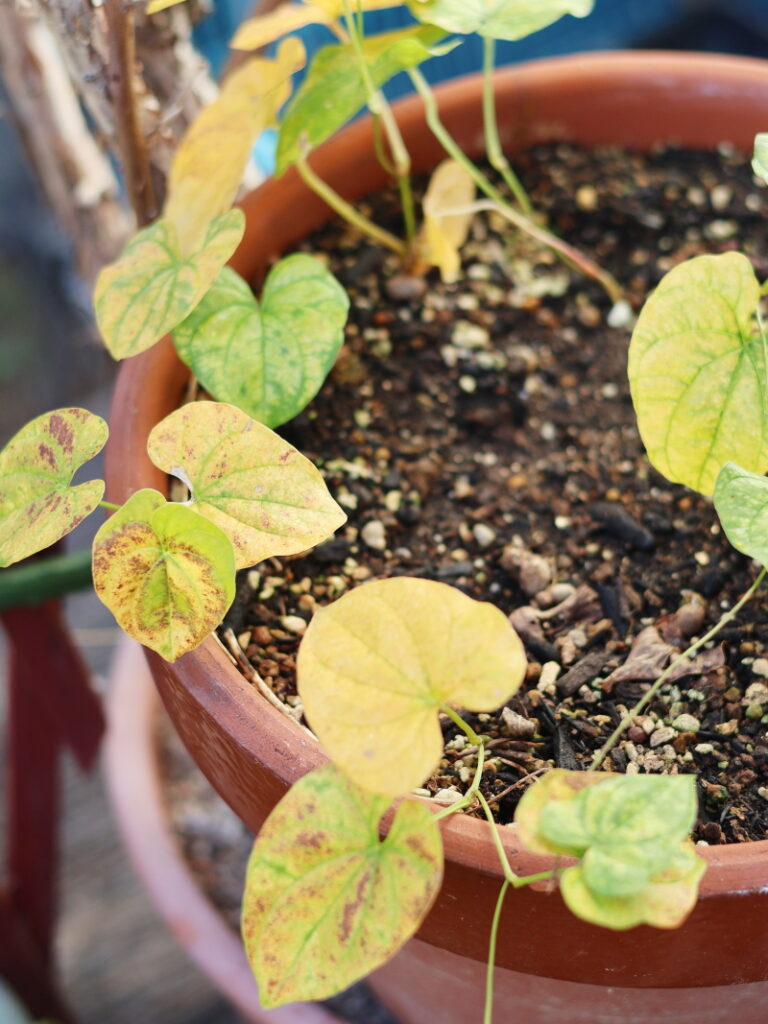 秋に黄色く色づき休眠期に入ったむかごの鉢植え
