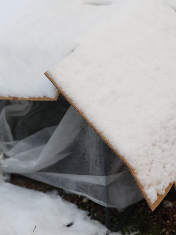 ダンボールで補強されたラナンキュラスの寒冷トンネル