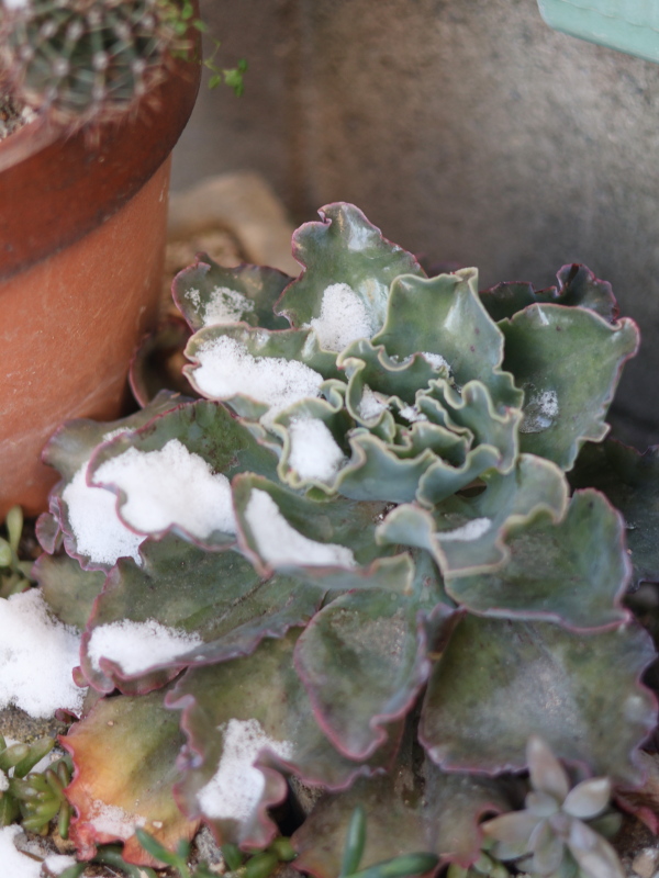 2026年2月の多肉植物・高砂の翁(冬の厳しい寒さと雪が積もる過酷な環境に耐える姿)