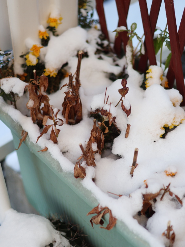 雪に覆われて地上部が完全に枯れた状態の冬のフジバカマ