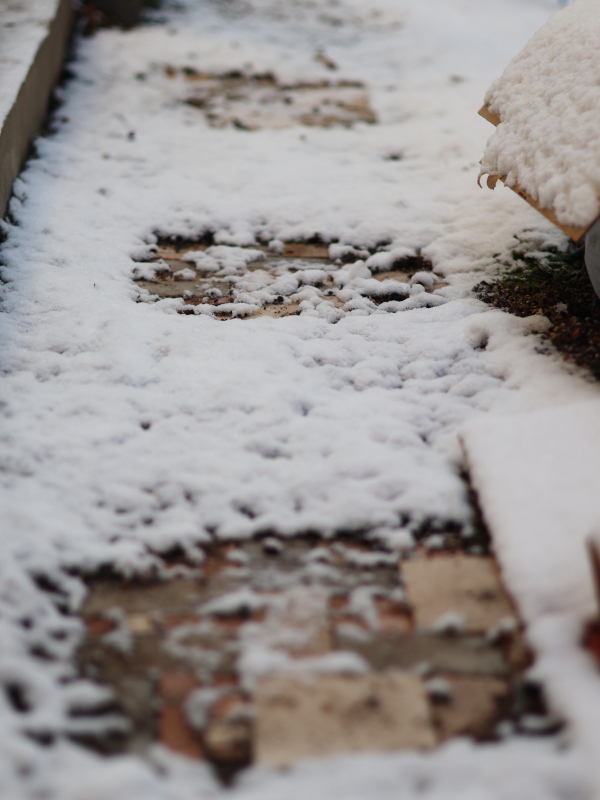 雪が積もった庭でプラティアに土を被せて保温する「土の布団」による越冬対策。雪が降った日。