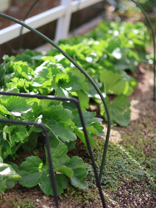 2月のラナンキュラスの様子