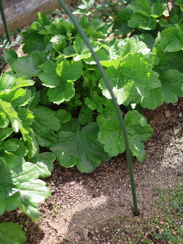 ラナンキュラスの 寒さ対策の不織布を取った日