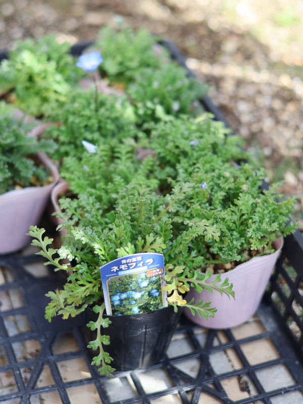 ネモフィラ・インシグニスブルー10ポットの植え付け