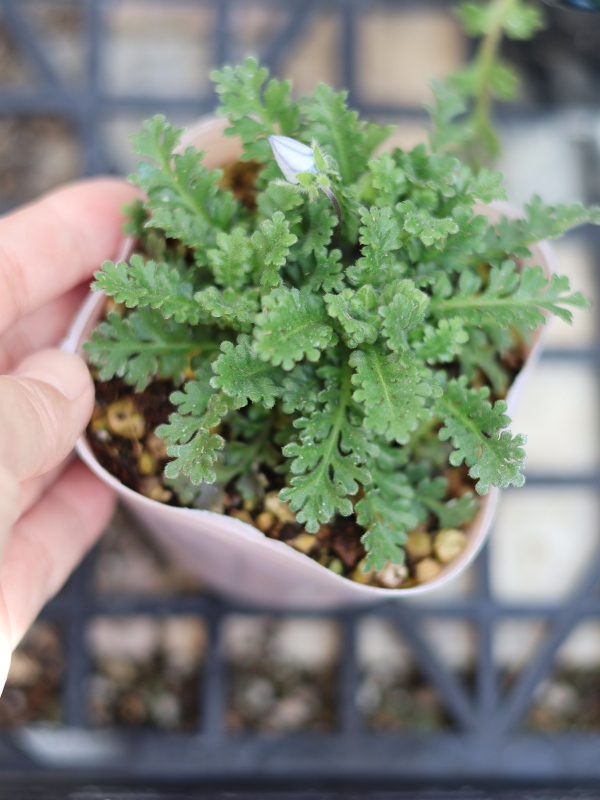 ネモフィラの苗