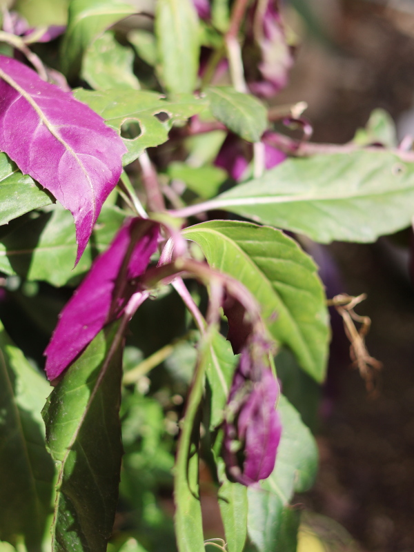 霜や雪で、葉先や蕾がしおれたハンダマ（水前寺菜）