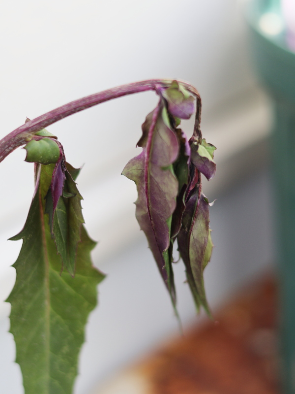 式部草（キンジソウ）の蕾は冬でしたが、霜でだめになったのでカットしました