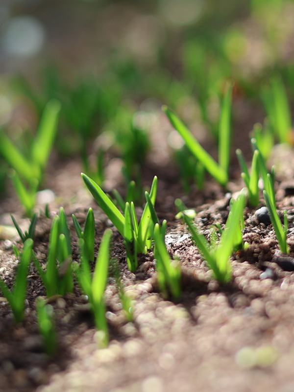 2月15日の土から顔を出したシラー・カンパニュラータの芽