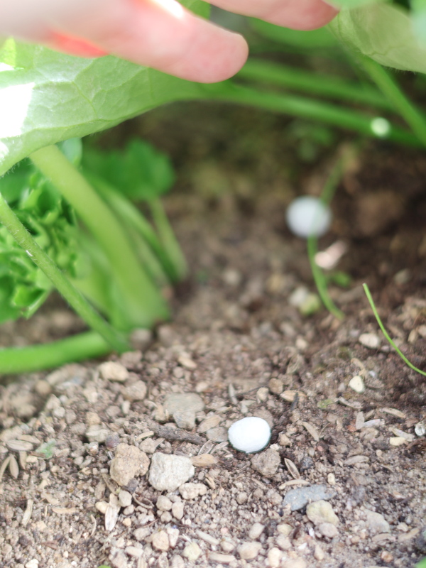 ラナンキュラスの株元に緩効性肥料「IBのチカラ」を埋める様子