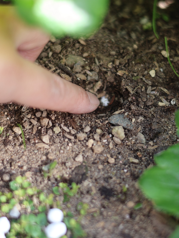 ラナンキュラスの株元に緩効性肥料「IBのチカラ」を埋める様子