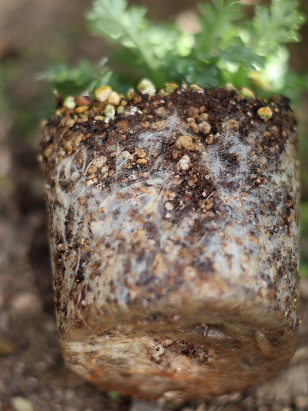 ネモフィラのポット苗の植え替えは、根鉢を絶対に崩さない