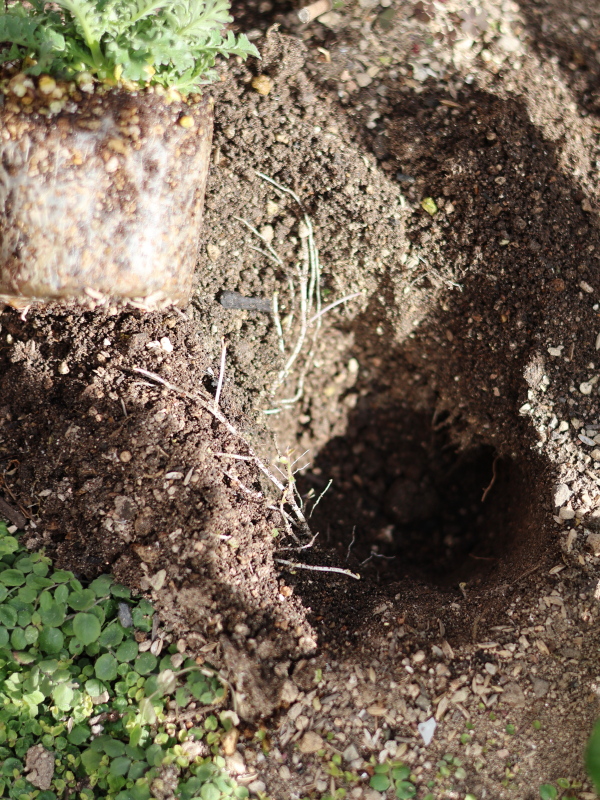 ネモフィラを植え替えるときは、浅植えと深植えに注意です