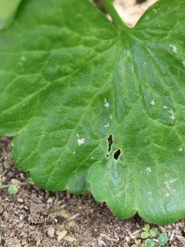 ラナンキュラスラックスの葉が虫に食べられている様子