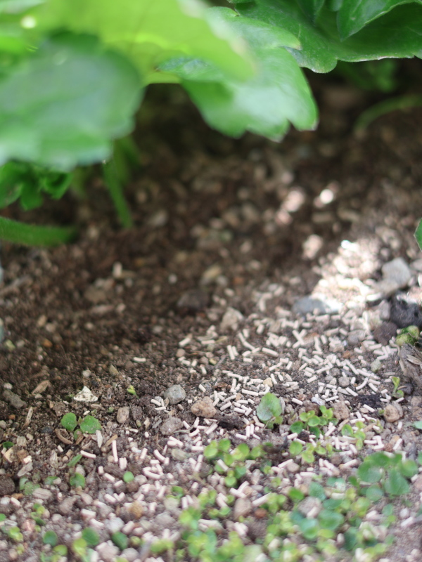べニカXガード粒剤を土の上にまく様子