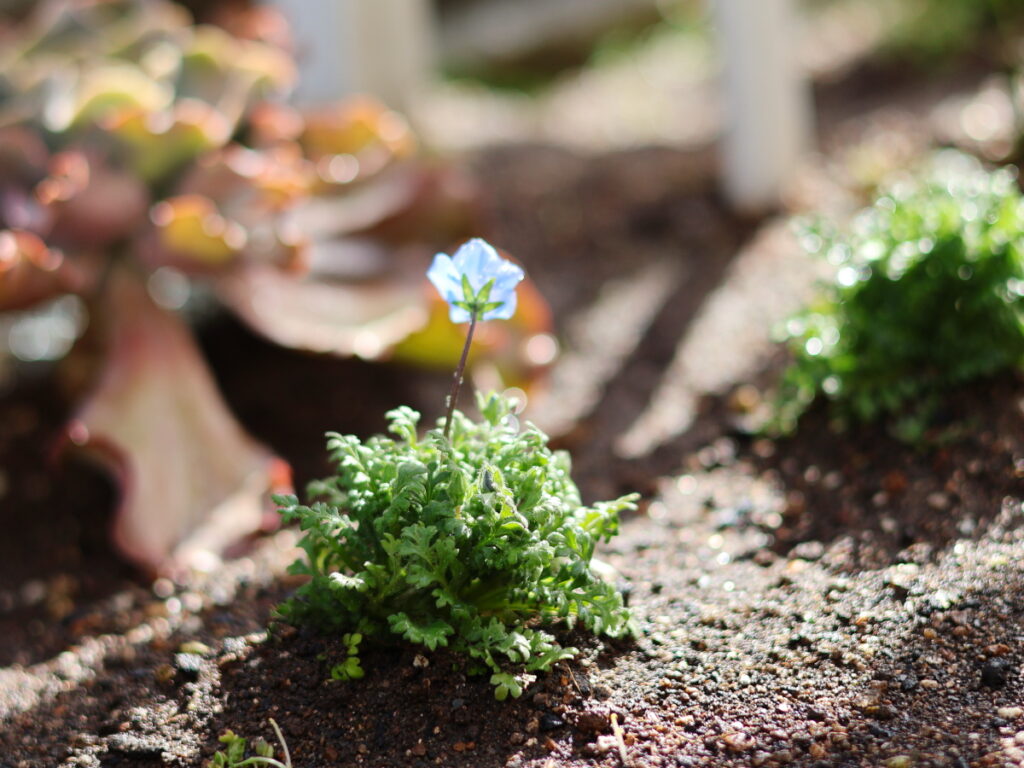 フリーレンの蒼月草にあこがれて〜ネモフィラインシグニスブルーの植え付け