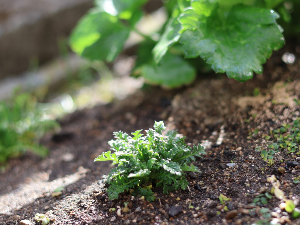 ラナンキュラスの手前に植えたネモフィラの苗