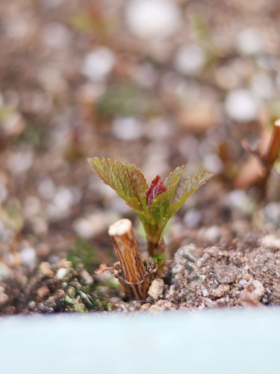 2月末に枯れた茎の脇から顔を出したフジバカマの力強い新芽