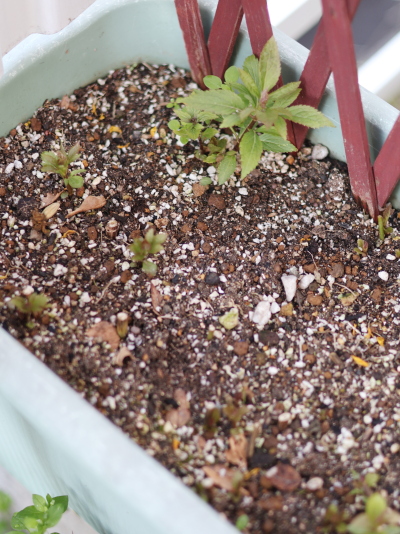 2月末に枯れた茎の脇から顔を出したフジバカマの力強い新芽