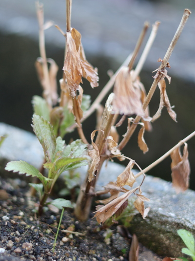 冬の間に枯れたフジバカマの古い茎と、その根元から出た新しい芽の比較