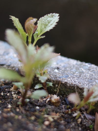 挿し木が成功し、春の訪れとともに緑が濃くなったフジバカマの若芽