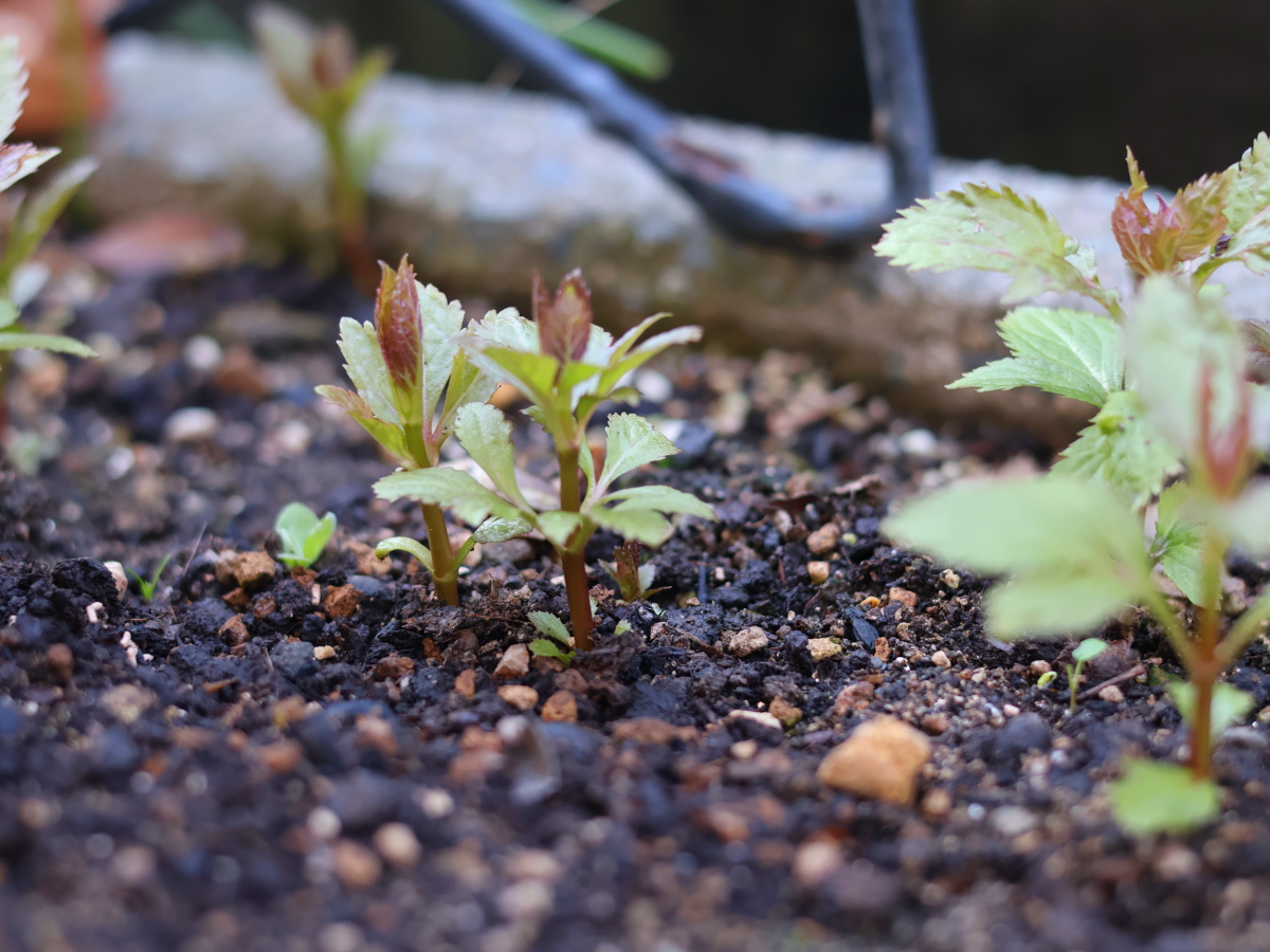 春に芽吹いたフジバカマ（藤袴）の新芽