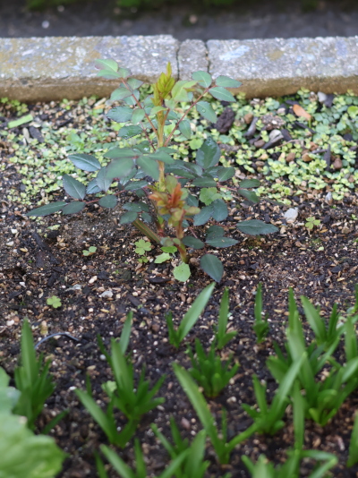 プラティアの2月の様子