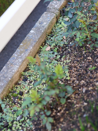 挿し木で増やした4ヶ月後