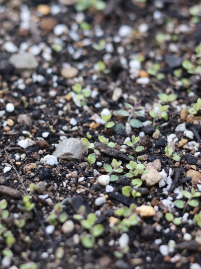 2月下旬のプラティア。濃い緑の古い葉の間から明るい黄緑色の新芽がラッシュしている様子。