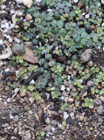 濃い緑の古い葉の間から明るい黄緑色の新芽がラッシュしている様子。