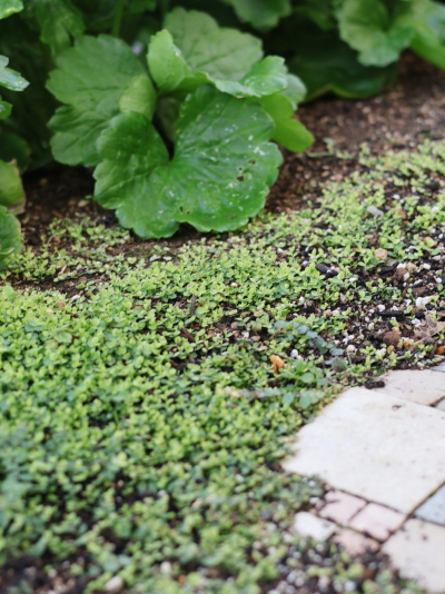 春に向けて地面を覆い尽くすように密に成長した、常緑のグランドカバー・プラティア。