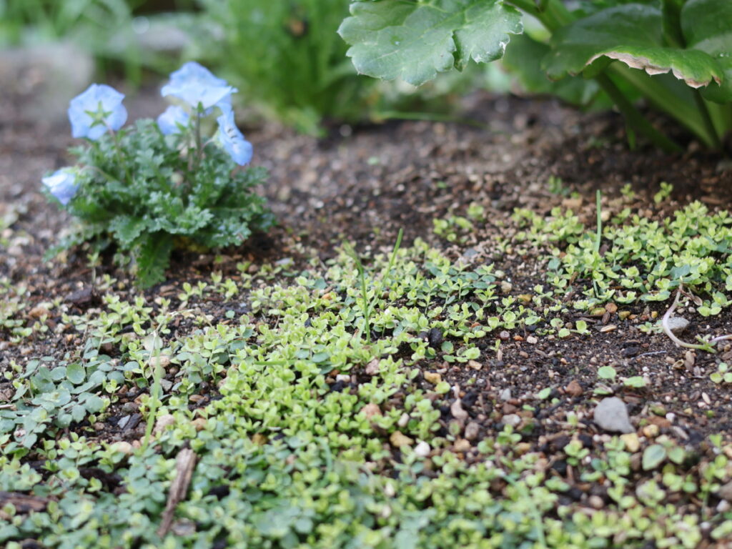 ポット苗はもう買わない？庭のプラティアを『埋めて』増やす、ズボラ流・無限増殖術