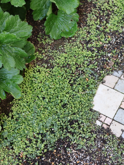 春に向けて地面を覆い尽くすように密に成長した、常緑のグランドカバー・プラティア。