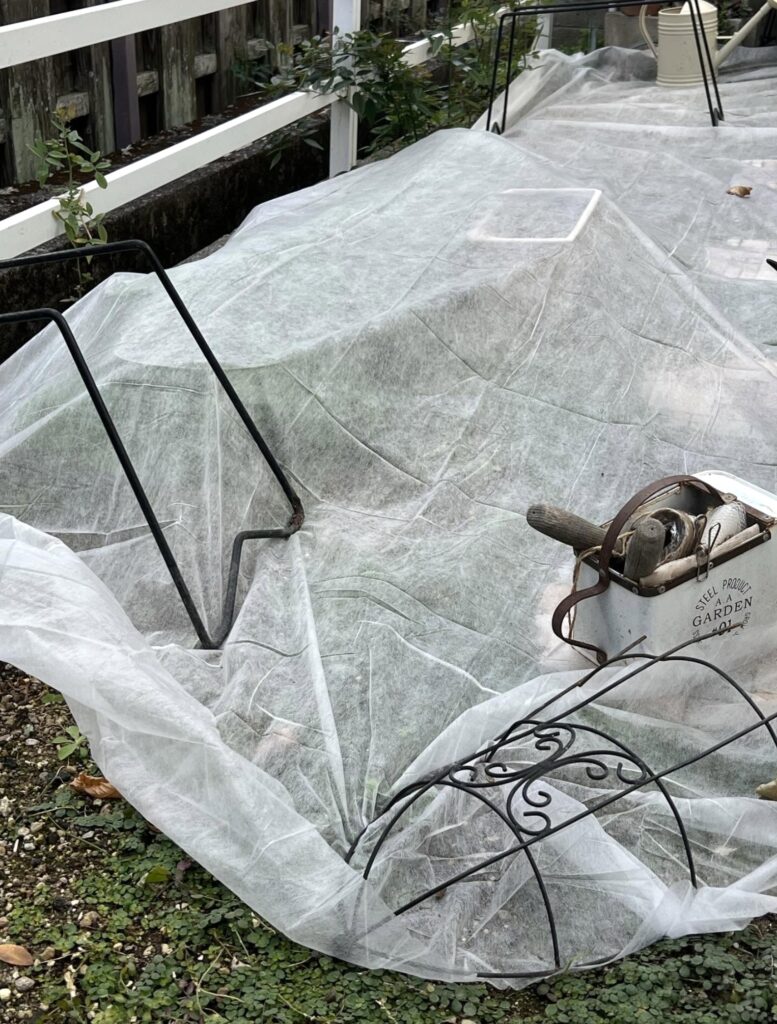 ラナンキュラスの寒さ対策で、ダイソーの不織布を庭にかけた様子