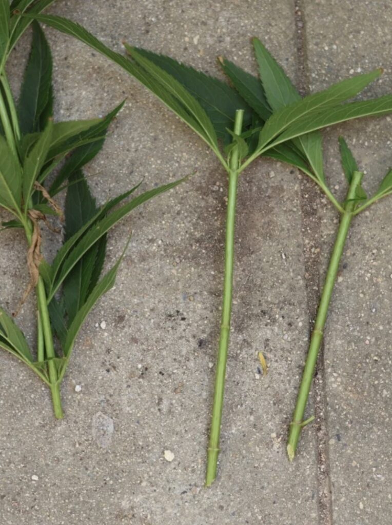 フジバカマの挿し木用に葉を取り除いた20cmほどの茎の穂