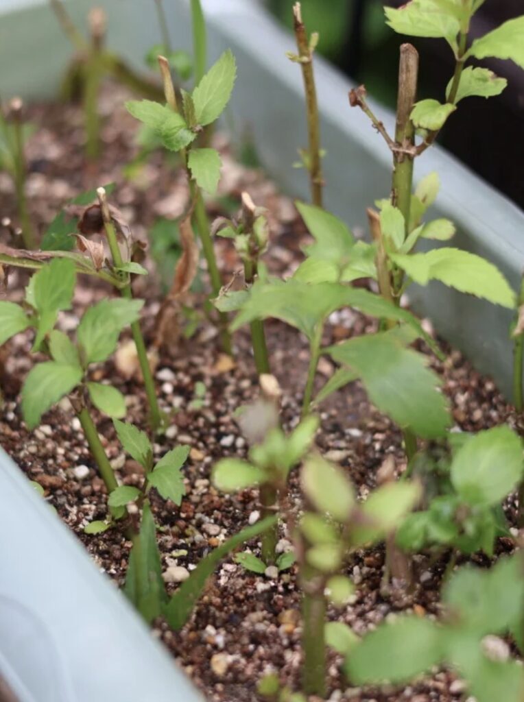 剪定したフジバカマの茎を空いたスペースに直接挿して増やす様子