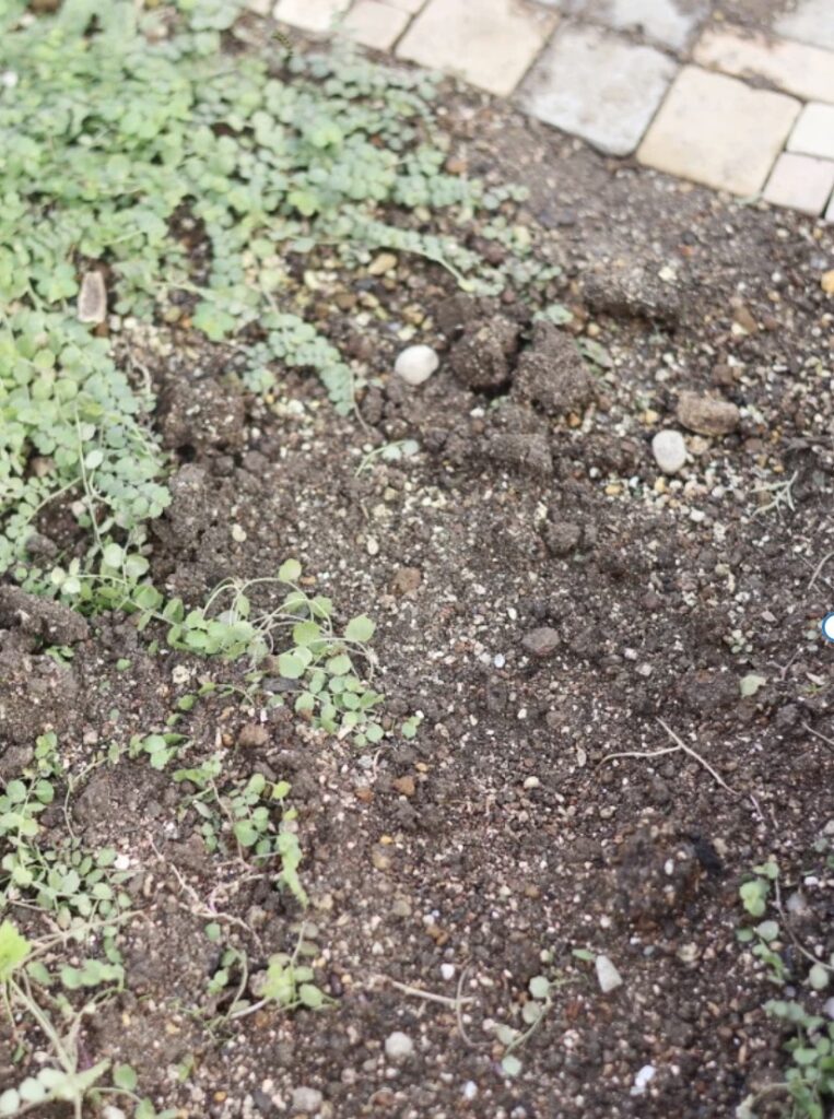 雪が積もった庭でプラティアに土を被せて保温する「土の布団」による越冬対策。